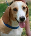 Miss Coco ADOPTED