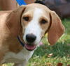 Miss Coco ADOPTED