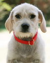Miss Iris-ADOPTED