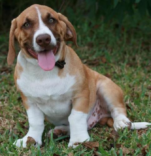 Mr. Riley ADOPTED