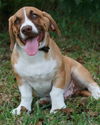 Mr. Riley ADOPTED