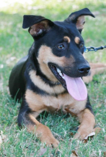 Miss Robin Adopted