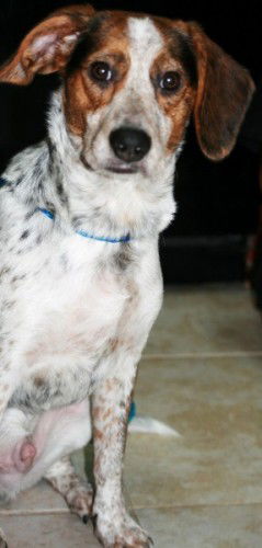 Mr. Snoopy