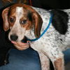 Mr. Snoopy