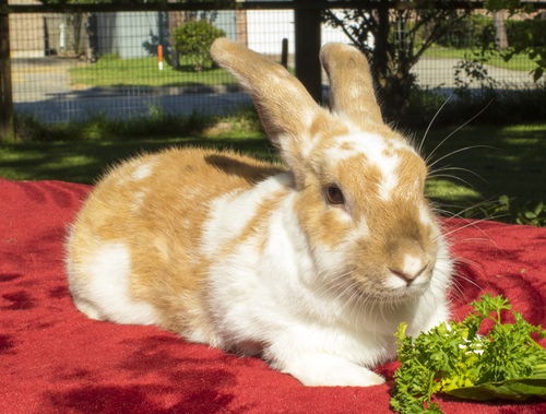 John Wayne bunny-NE