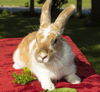 John Wayne bunny-NE