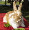 John Wayne bunny-NE