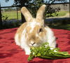 John Wayne bunny-NE