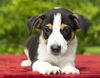 Boomer=Alexis's pup