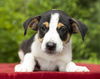 Boomer=Alexis's pup