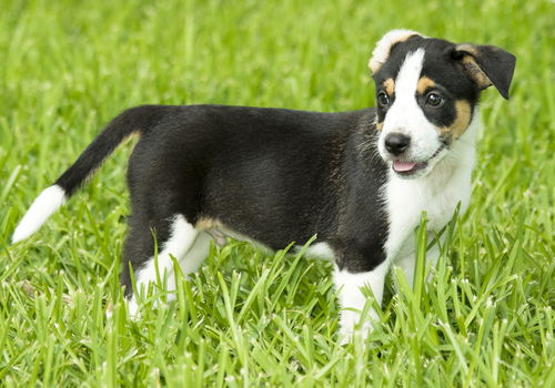 Boomer-Alexis's pup-N