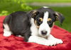 Boomer-Alexis's pup-N