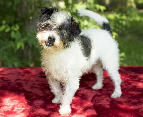 Bugsy--Spunky little terrier boy-N