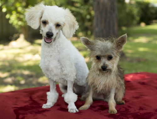 Bonnie and Clyde- adorable bonded siblings