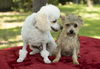 Bonnie and Clyde- adorable bonded siblings