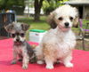 Bonnie and Clyde- adorable bonded siblings
