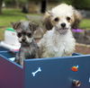 Bonnie and Clyde- adorable bonded siblings