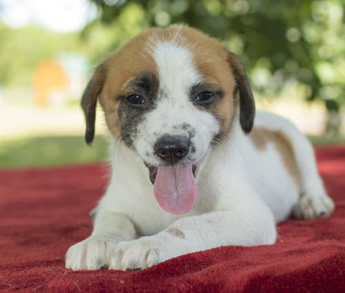 Snickers- Sweet litter little guy