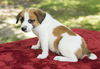 Snickers- Sweet litter little guy