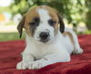 Snickers- Sweet litter little guy