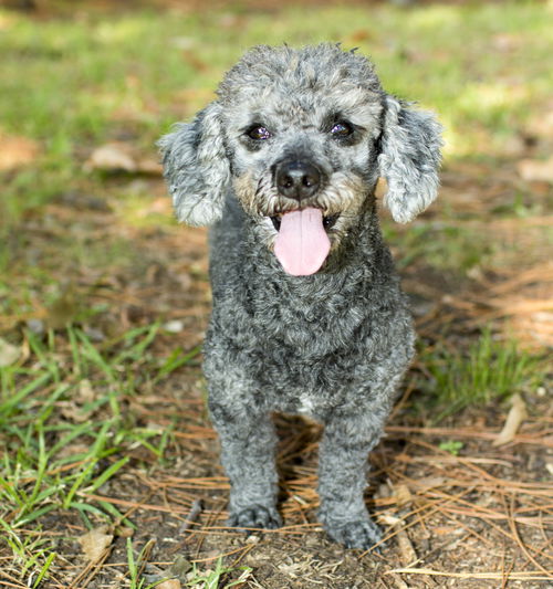 Mickey--sweet poodle boy