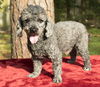 Mickey--sweet poodle boy