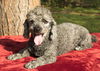 Mickey--sweet poodle boy