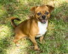 Pugsley