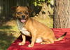 Pugsley