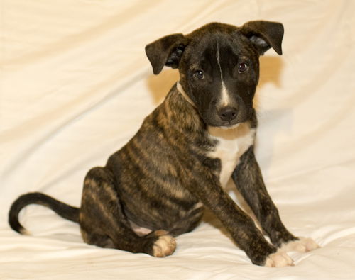 CHESTNUT-Fostered in SEATTLE--Sweet boy