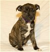 MACADAMIA -FOSTERED IN SEATTLE--SWEETY