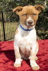 ELM-Sweet little JRT Mix--Local Snugglebug