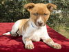 ELM-Sweet little JRT Mix--Local Snugglebug