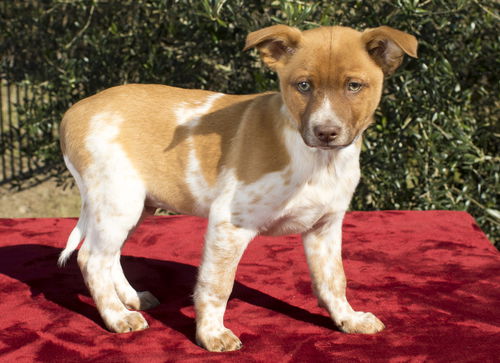 ELM-Sweet little JRT Mix--Local Snugglebug