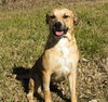 Kimber--sweet beagle mix girl