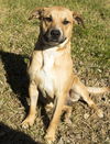 Kimber--sweet beagle mix girl