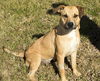 Kimber--sweet beagle mix girl