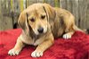 Sable-- beagle mix pup