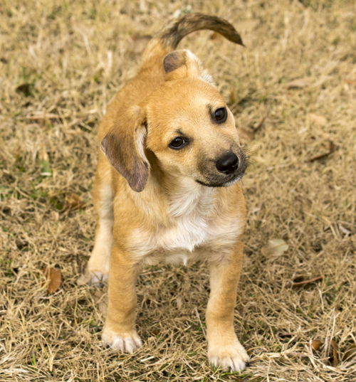 Sassafras---spunky little beagle mix girl