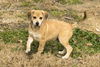 Sassafras---spunky little beagle mix girl