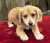 Satchmo-sweet beagle mix pup-