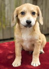 Satchmo-sweet beagle mix pup-