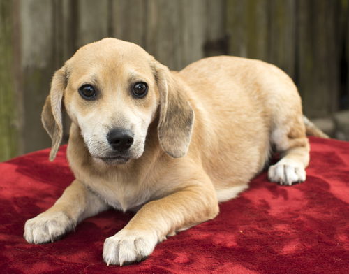 Sandy--sweet beagle mix boy pup-NE