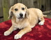 Sandy--sweet beagle mix boy pup-NE