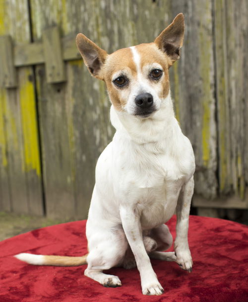 Murphy--good boy--NW