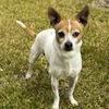 Murphy--good boy--NW