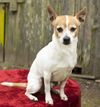 Murphy--good boy--NW