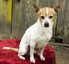 Murphy--good boy--NW