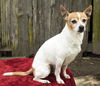 Murphy--good boy--NW