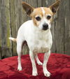 Murphy--good boy--NW